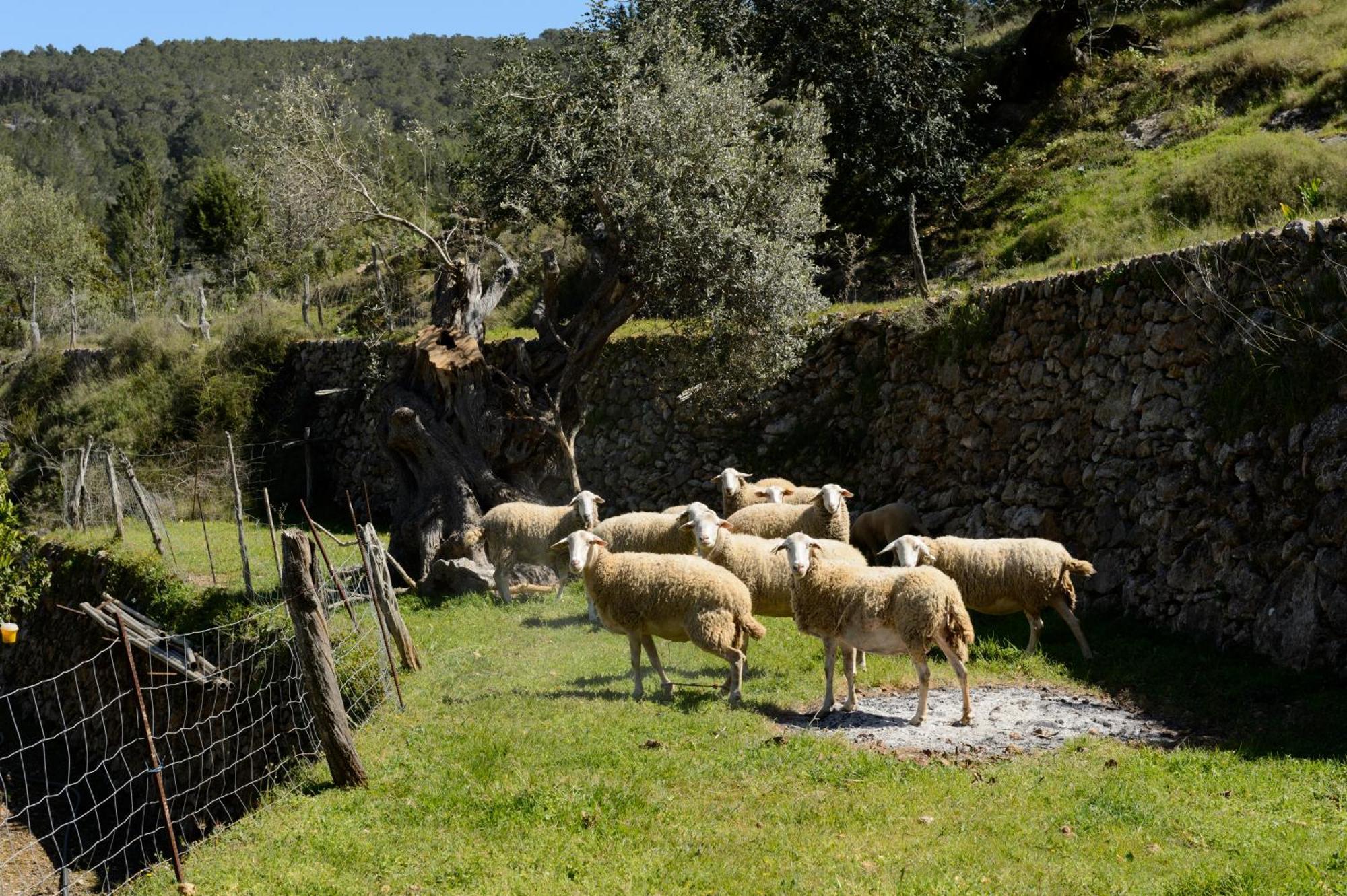 Valley Club Ibiza - Boutique Agroturismo Сан Йоан де Лабрита Екстериор снимка